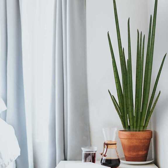 Hrnková rostlina - SANSEVIERIA CYLINDRICA M