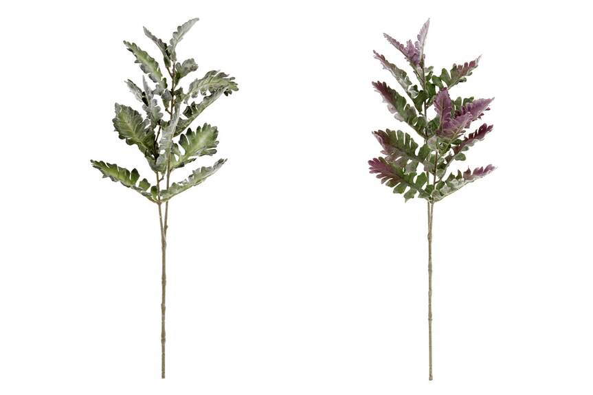 Starček Senecio, mix 2 barev,  Sada 12ks