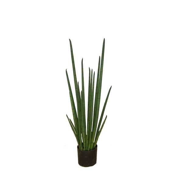Hrnková rostlina - SANSEVIERIA CYLINDRICA M