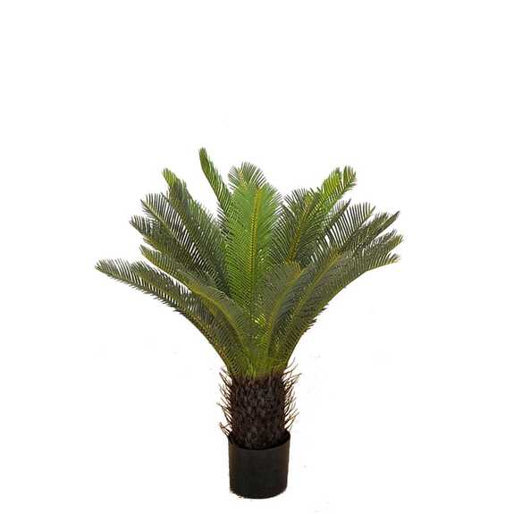 Hrnková rostlina -CYCAS DELUXE M