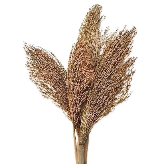 Khejur Jhar 4ks natural