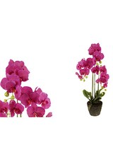 Velkokvětá orchidea, 3 stonky KT7905