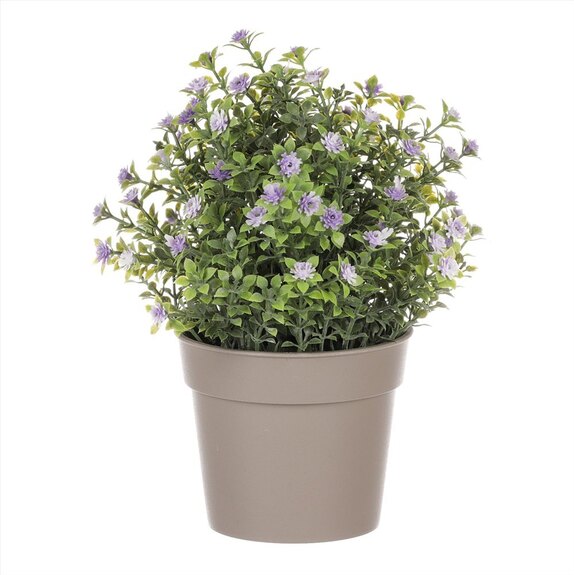 Tráva kvetoucí v plastovém bílém obalu SG7333