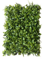 Vertikální zahrada Peperomia