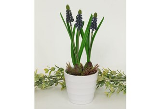 Modřenec v bílém plastovém obalu NL0041