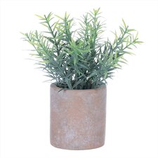 Rozmarýn v obalu, terakotový obal SG7332