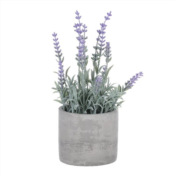 Levandule v obalu, šedivý betonový obal SG7329