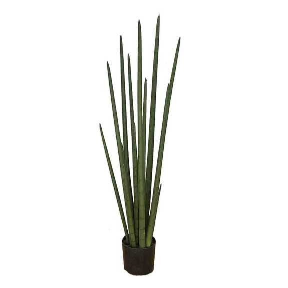 Hrnková rostlina - SANSEVIERIA CYLINDRICA L