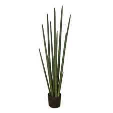 Hrnková rostlina - SANSEVIERIA CYLINDRICA L