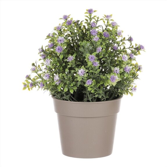 Tráva kvetoucí v plastovém bílém obalu SG7333