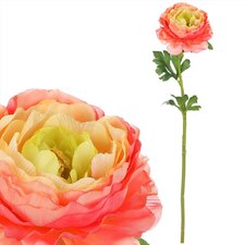 Ranunkulus UKK354-PINK