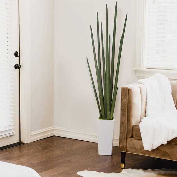 Hrnková rostlina - SANSEVIERIA CYLINDRICA L