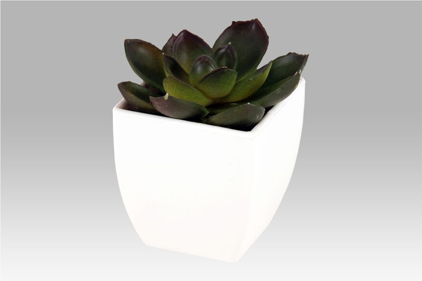 Sukulent v plastovém obalu.NL0009 Květina umělá