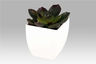 Sukulent v plastovém obalu.NL0009 Květina umělá