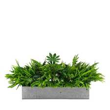 Výplň květináčů pro interiéry - Dove