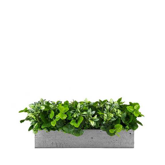 Výplň květináčů pro interiéry - Blackbird