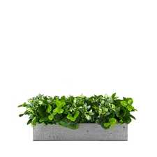 Výplň květináčů pro interiéry - Blackbird