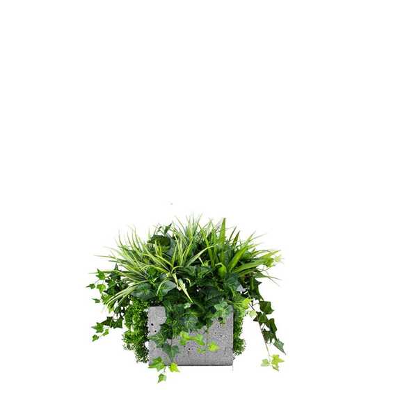 Výplň květináčů pro interiéry - Blue jay