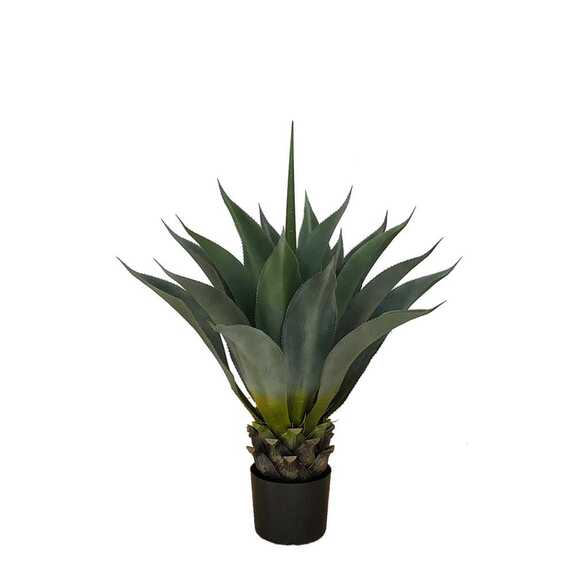 Hrnková rostlina -AGAVE PALMERI GD4052