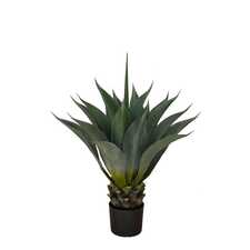Hrnková rostlina -AGAVE PALMERI GD4052