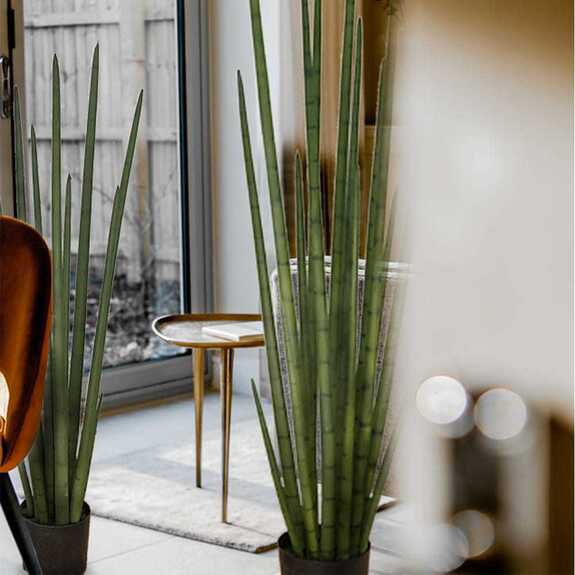 Hrnková rostlina - SANSEVIERIA CYLINDRICA XL