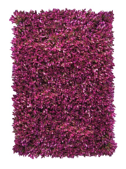 Vertikální zahrada Růžová fuchsiová