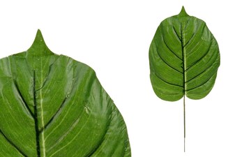 Květina umělá.  List monstery