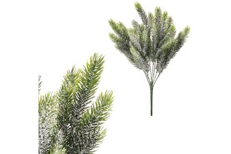 Jehličí v trsu, ojíněné. SG6096