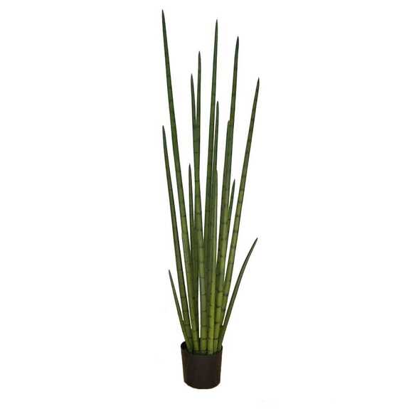Hrnková rostlina - SANSEVIERIA CYLINDRICA XL