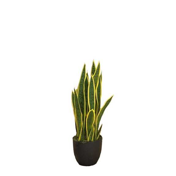 Hrnková rostlina - SANSEVIERIA
LAURENTII S