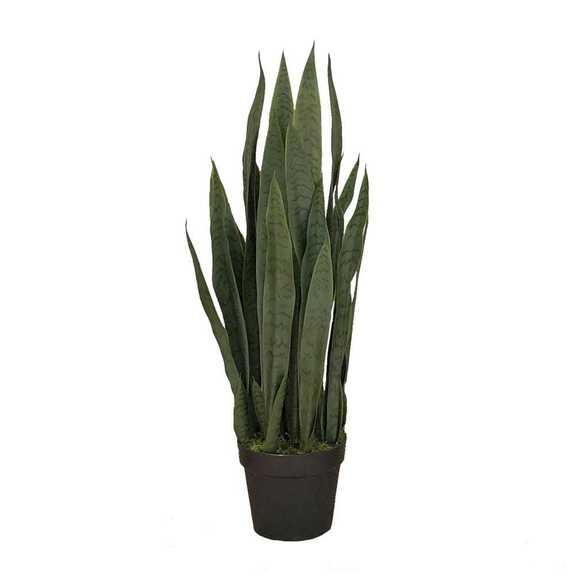 Hrnková rostlina - SANSEWERIA
ZELENICA M