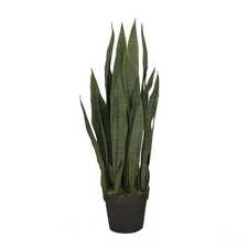 Hrnková rostlina - SANSEWERIA
ZELENICA M