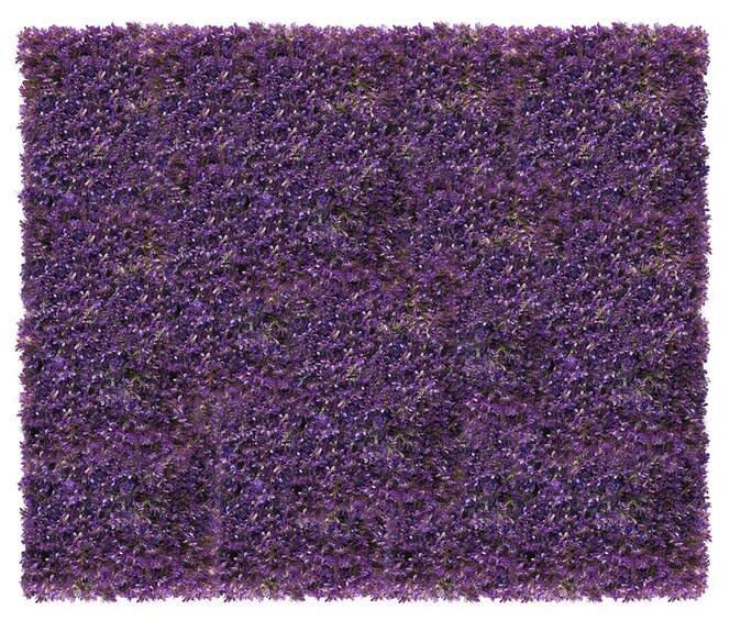 Vertikální zahrada Fialová fuchsie