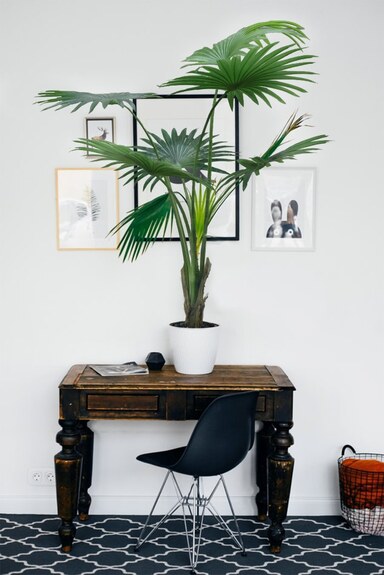 Umělý dekorativní strom - WASHINGTONIA
ROBUSTA GD4301