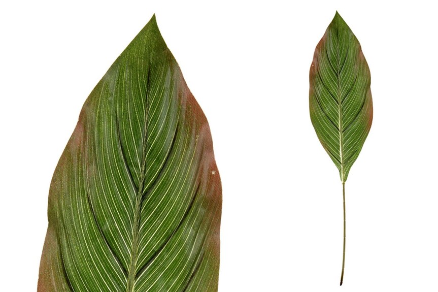 Květina umělá KU4219, list difenbachie