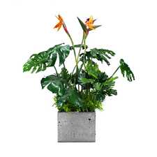 Výplň květináčů pro interiéry - Sunrise