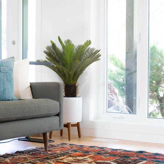 Hrnková rostlina -CYCAS DELUXE M