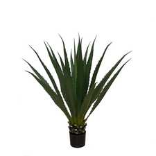 Hrnková rostlina -AGAVE AMERICANA GD4032