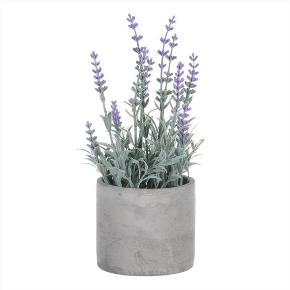 Levandule v obalu, šedivý betonový obal SG7329