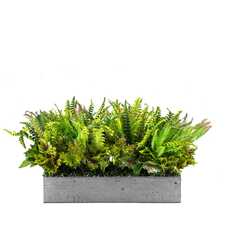 Výplň květináčů pro interiéry - Fairytale