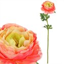 Ranunkulus UKK354-PINK