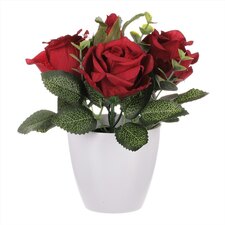 Růžičky v plastovém bílém obalu SG7335