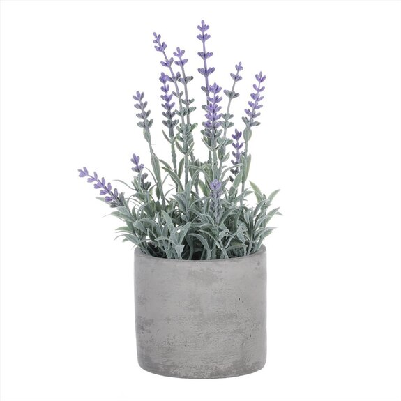 Levandule v obalu, šedivý betonový obal SG7329