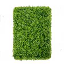 Vertikální zahrada Buxus