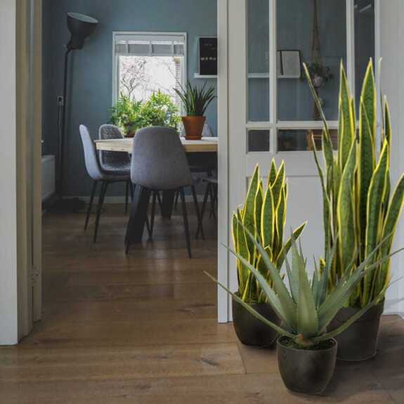 Hrnková rostlina - SANSEVIERIA
LAURENTII M