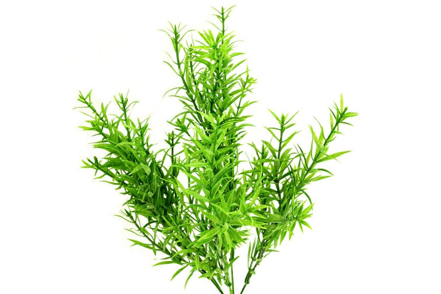 Rozmarýn SG5643-GRN, barva zelená