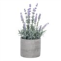 Levandule v obalu, šedivý betonový obal SG7329