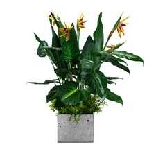 Výplň květináčů pro interiéry - Paradise bird