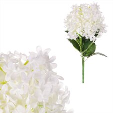 Šeřík v pugetu KN7046