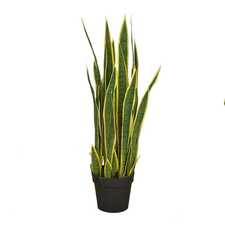 Hrnková rostlina - SANSEVIERIA
LAURENTII M